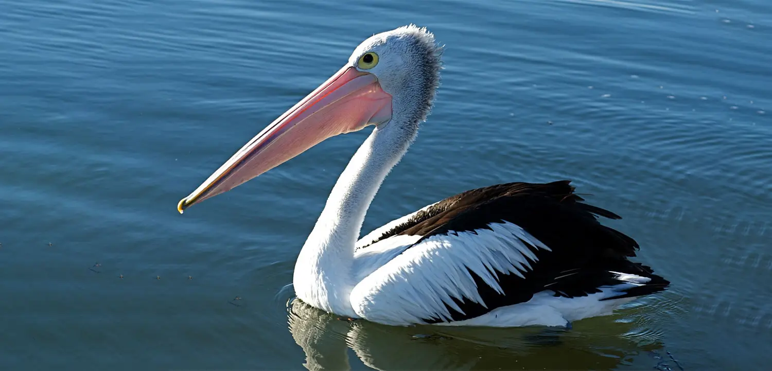 Porbandar Bird Sanctuary image