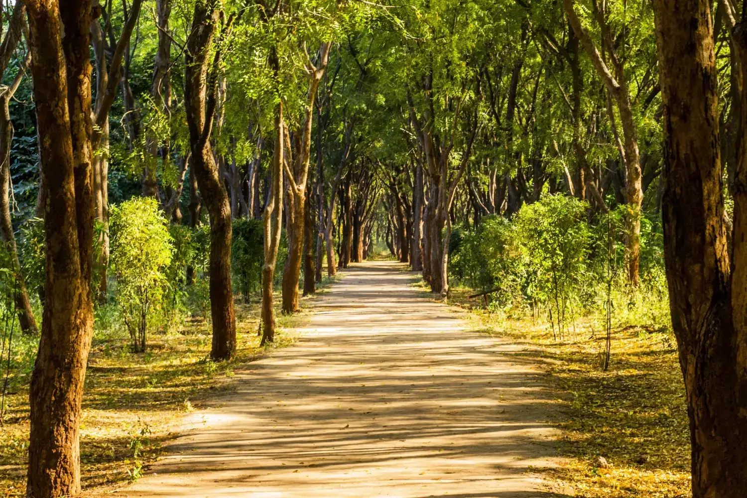 Puneet Van Gandhinagar Gujarat