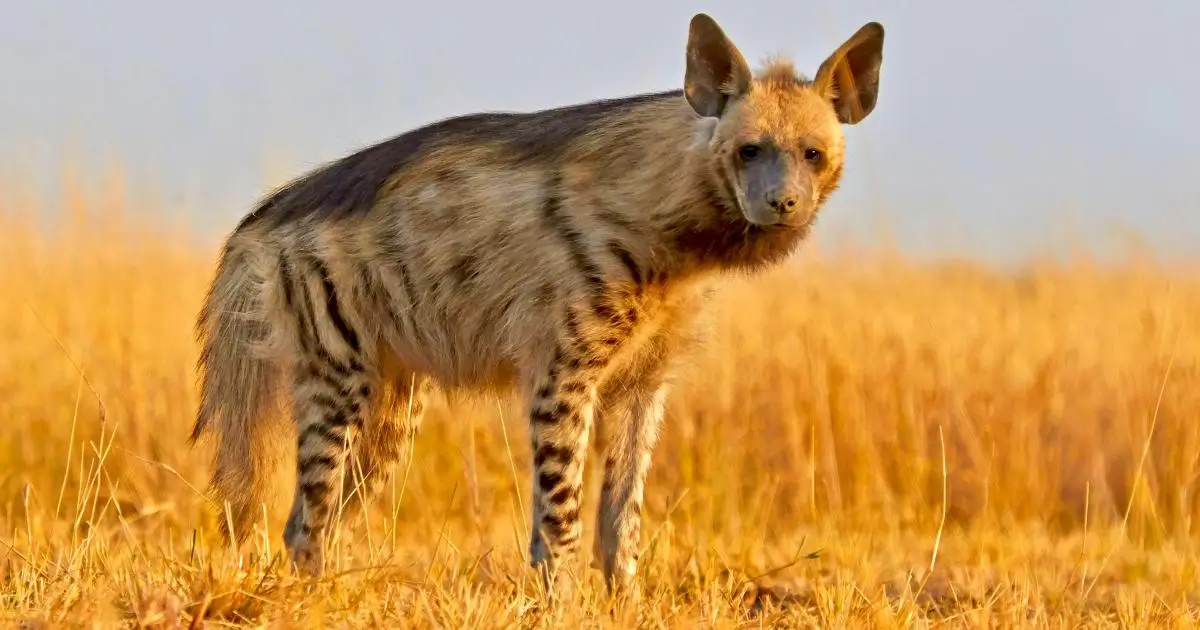 Striped Hyena Wildlife