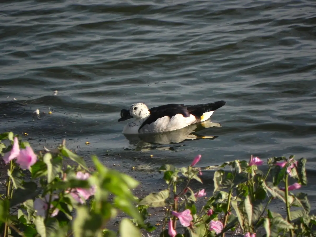 Thol Lake Bird Sanctuary image