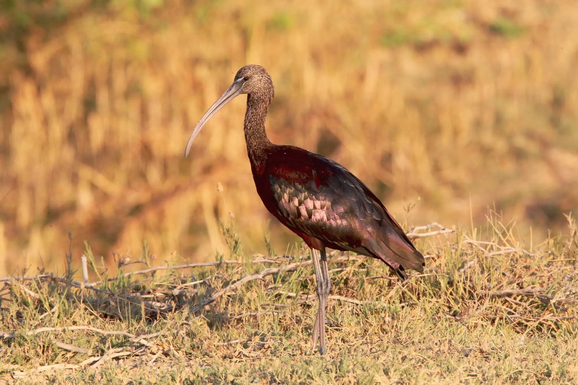 Velavadar Bird Sanctuary image