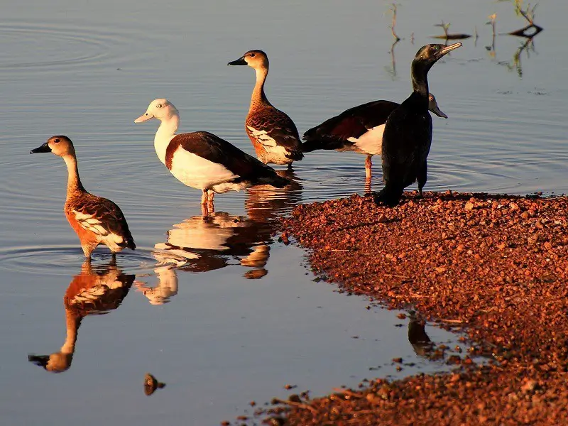 Chhari Dhand Wetland Reserve image