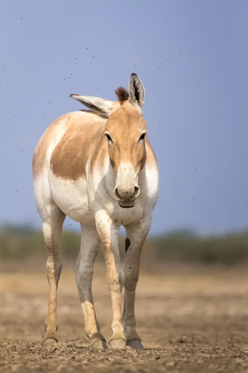 Wild Ass Sanctuary image