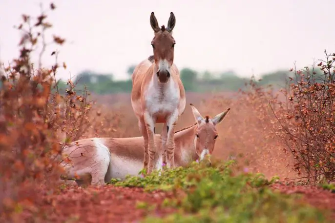 Wild Ass Sanctuary image