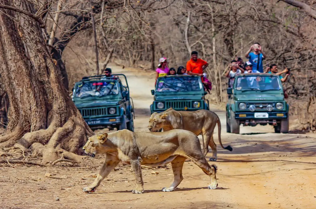 gir safari image