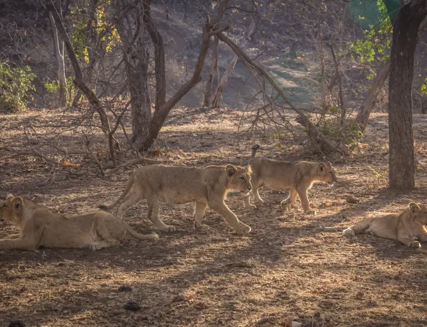 Gir National Park Tour Gujarat