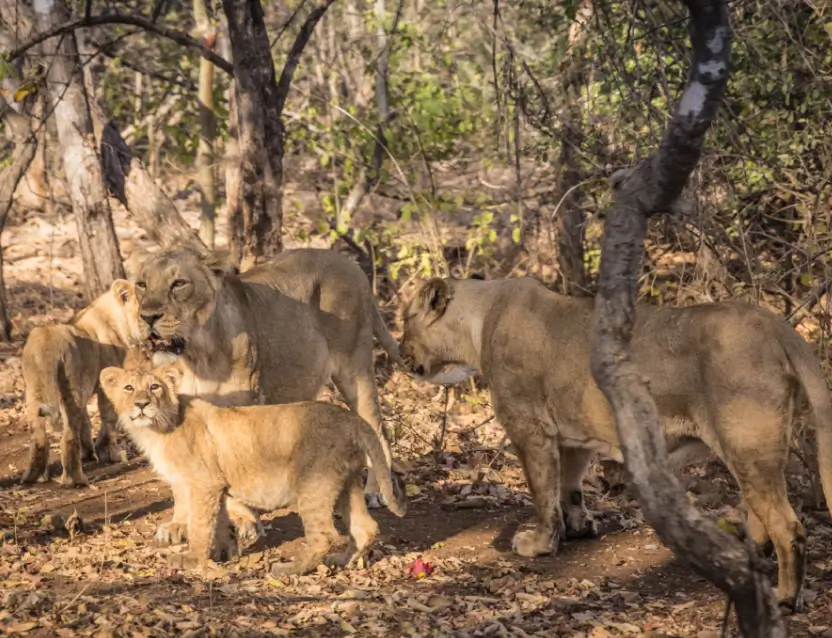 Gir National Park Tour Gujarat