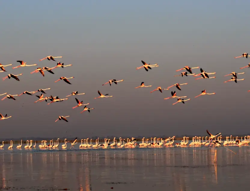 Gujarat Birding Tour