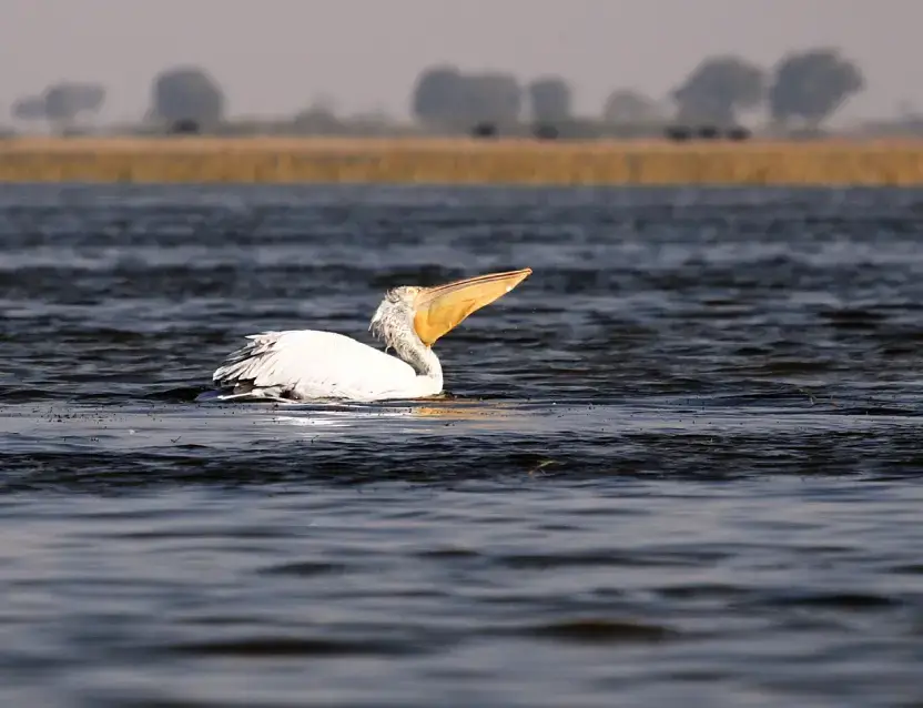 Gujarat Birding Tour