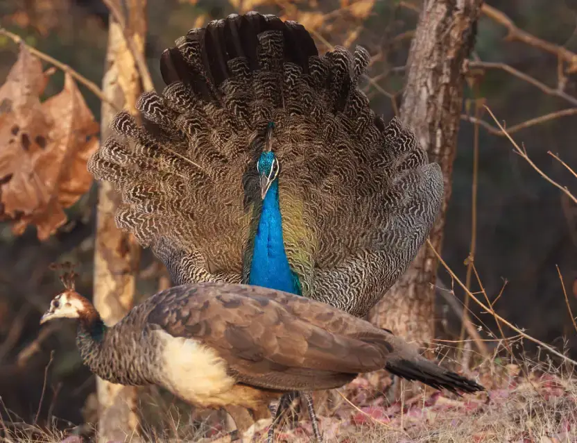 Gujarat Birding Tour