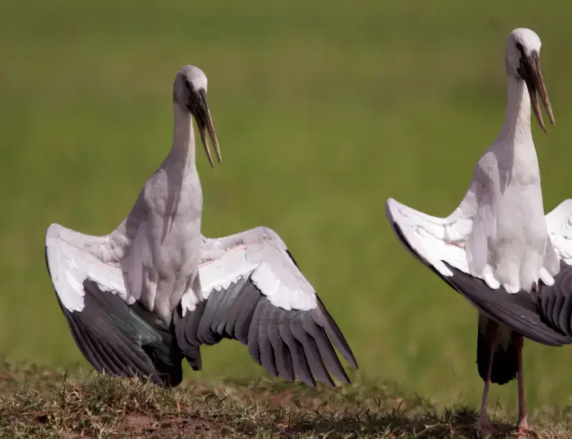 Gujarat Birding Tour