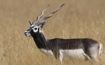 Black Buck