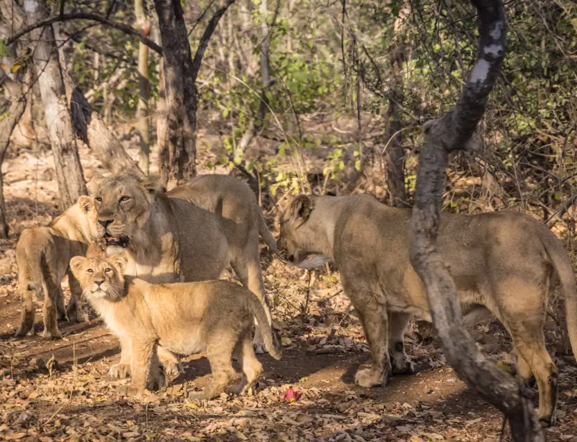 Gujarat Wildlife Safari