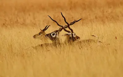 Blackbuck