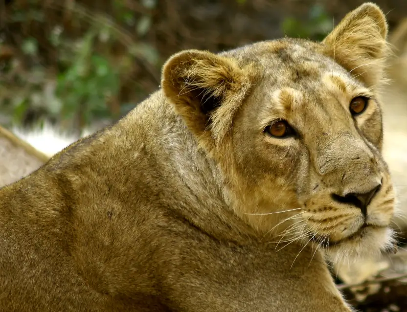 Gir National Park Tour Gujarat