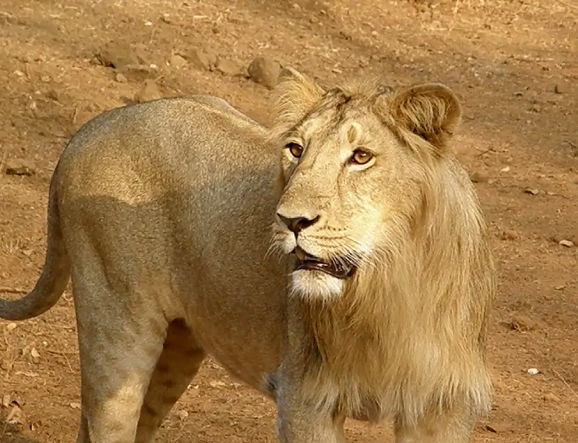 Gir National Park Tour Gujarat