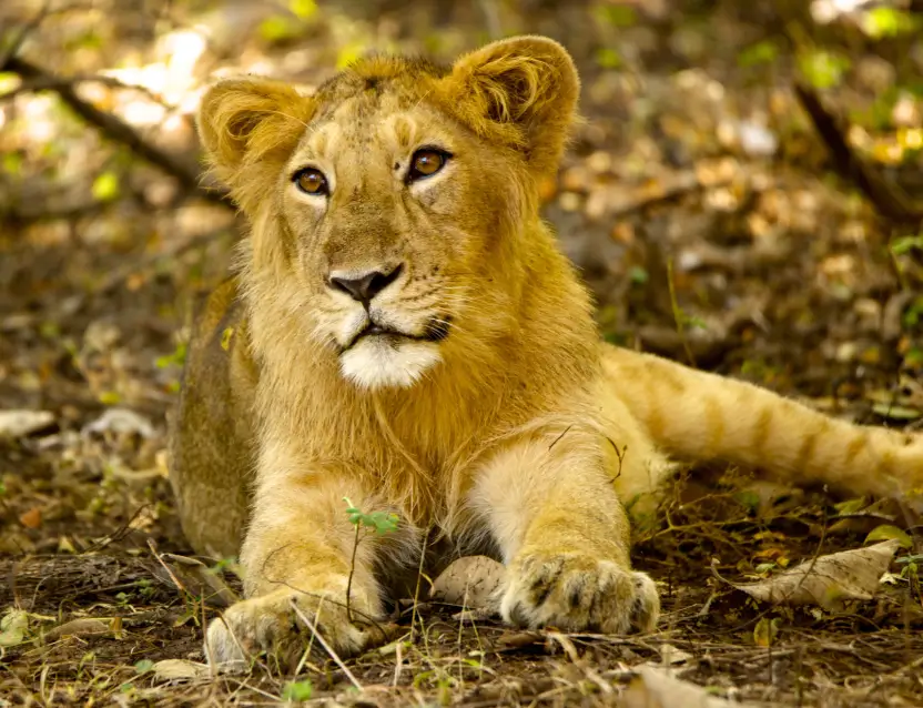 Gir National Park Tour Gujarat