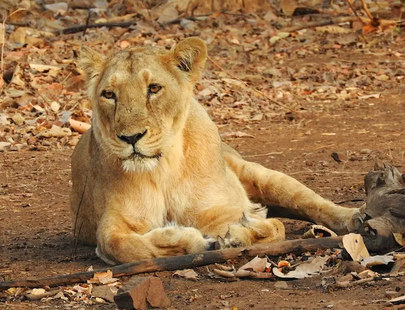 Gir National Park Tour Gujarat