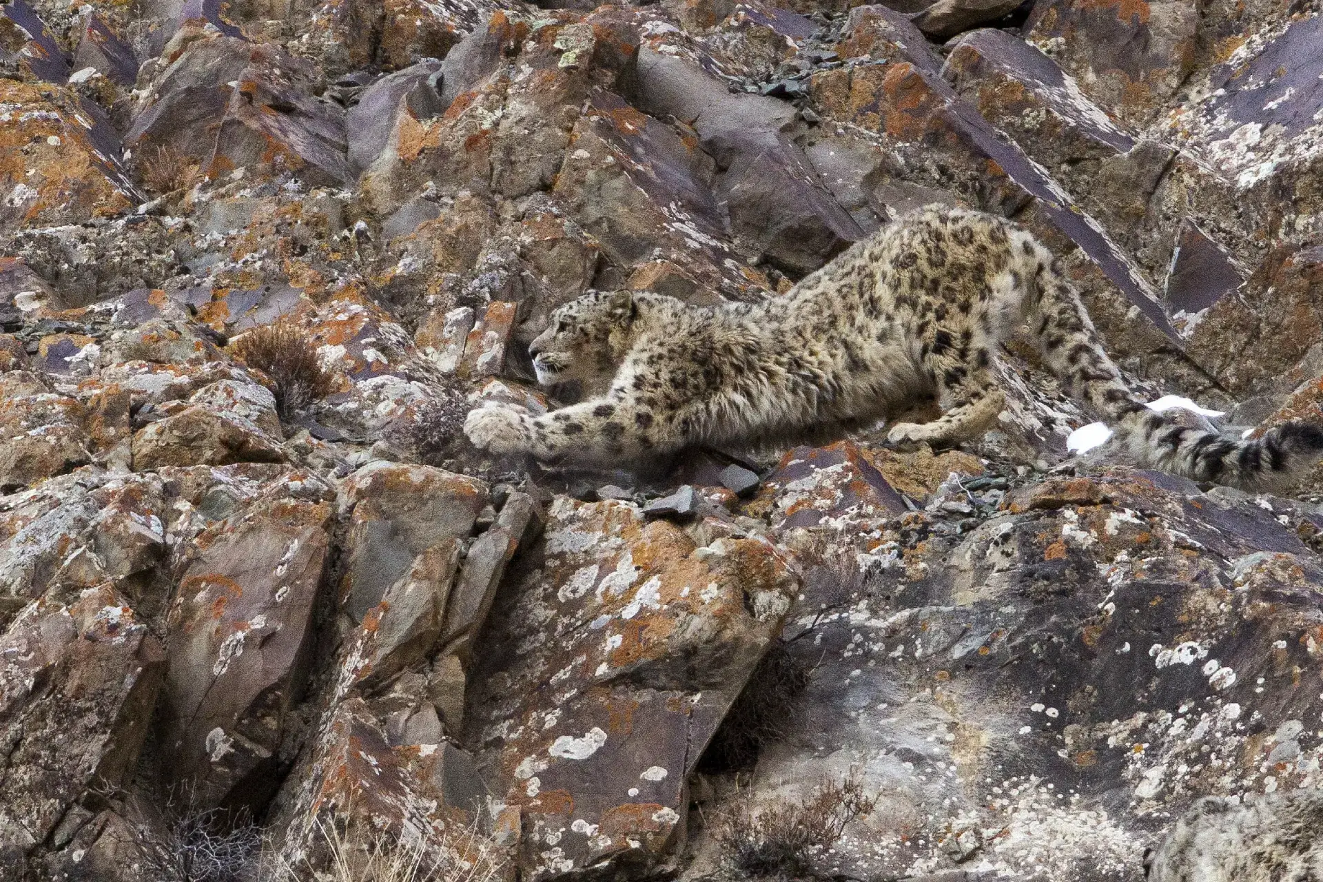 Snow Leopard Ladakh