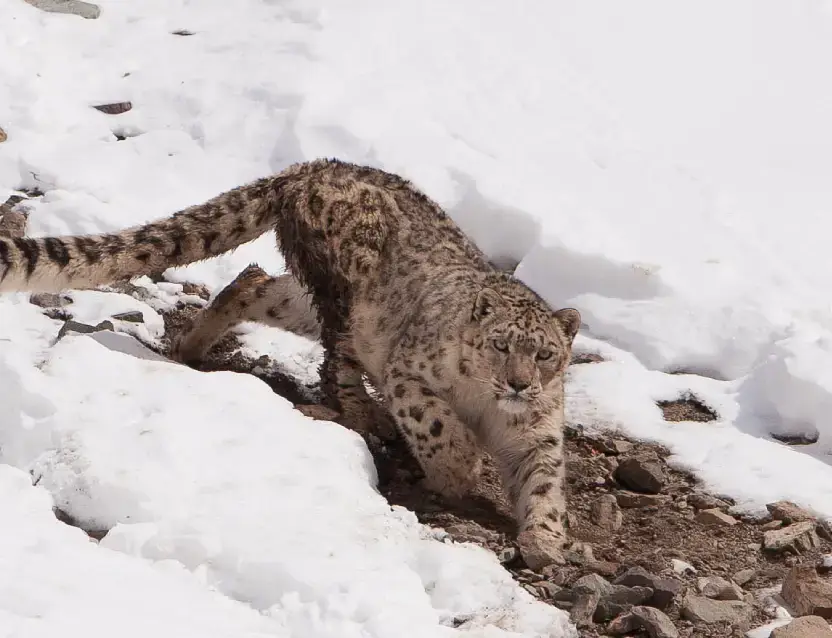 Snow Leopard Tour