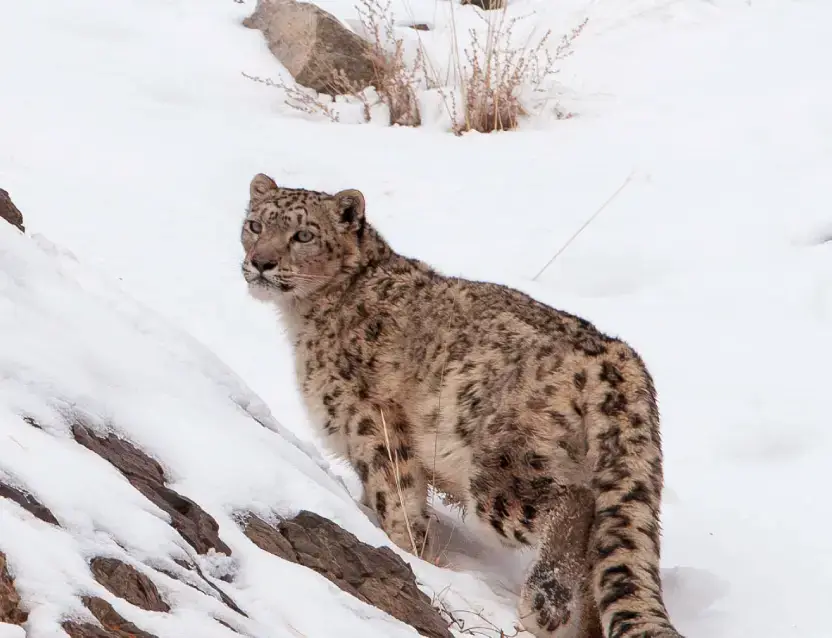 Snow Leopard Tour