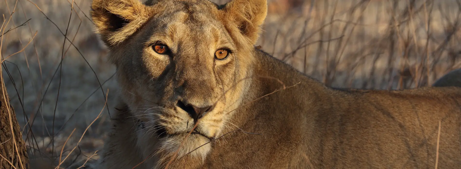 Gir National Park Gujarat