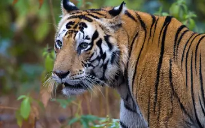 Kanha Tiger