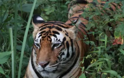 Kanha Tiger