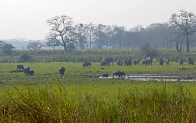 Kaziranga Park