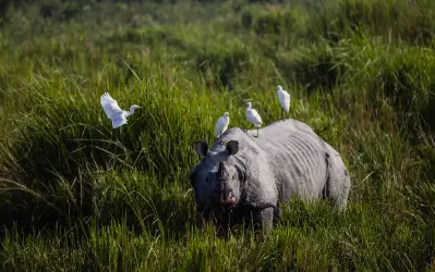 Kaziranga Park