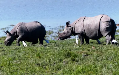 Kaziranga Park