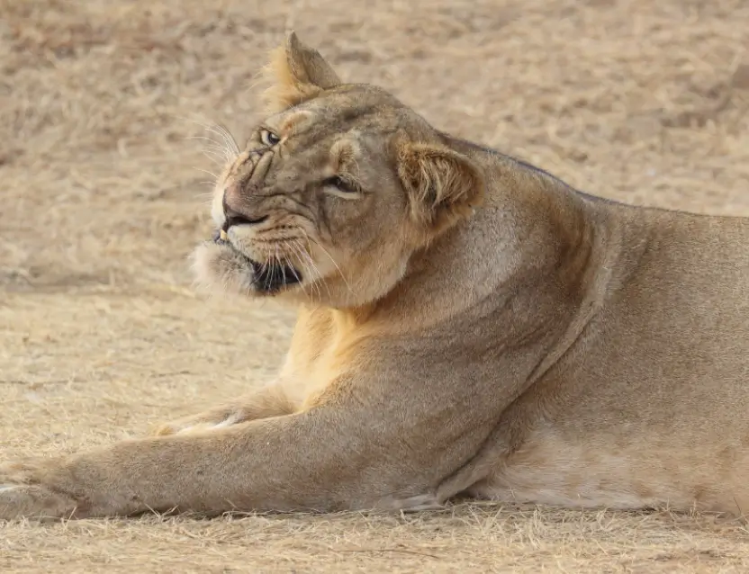 Gir National Park Tour Gujarat