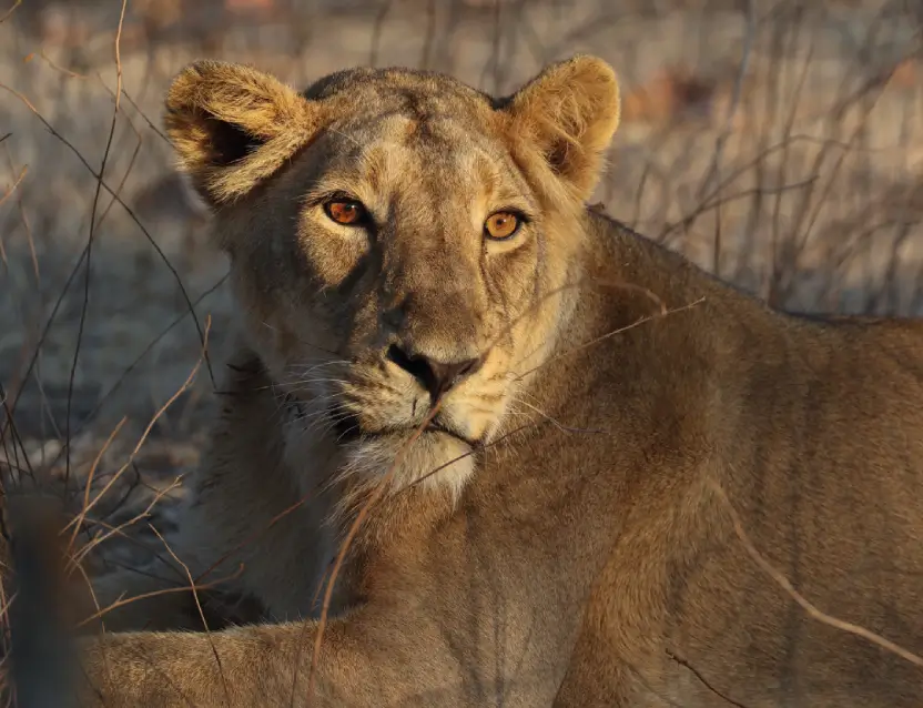 Gir National Park Tour Gujarat