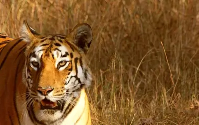 Tadoba Tiger