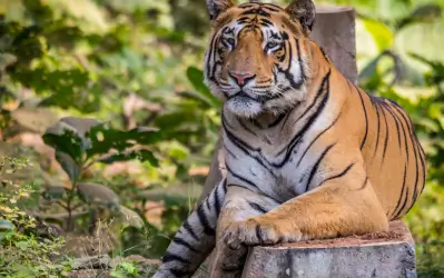 Tadoba Tiger