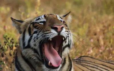 Tadoba Tiger