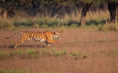 Tadoba Tiger