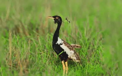 Bird in Velavadar